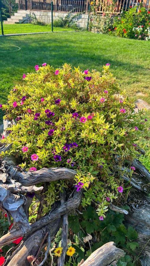 Mesimvria  Ivonnis Gardenヴィラ エクステリア 写真
